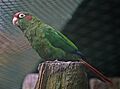 Rose-crowned Parakeet