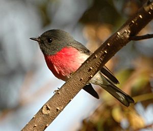 Rose Robin flinders peak jun05