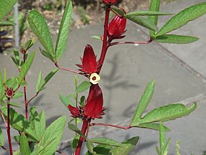 Roselle, Hibiscus sabdariffa, 2014 01.JPG