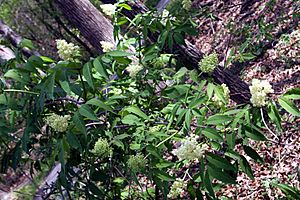 Sambucus pubens habit