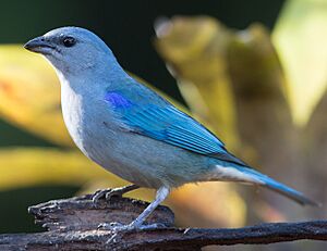 Sanhaçu-de-encontro-azul (Thraupis cyanoptera) (cropped).jpg