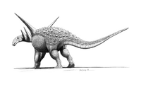 Sauropelta jconway