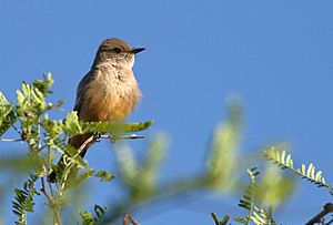 Say'sPhoebe-30APR2017