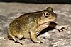 A green frog walking