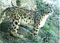 Snow leopard in Afghanistan