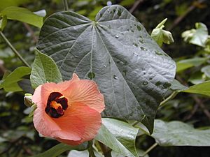 Starr 020803-0107 Hibiscus tiliaceus