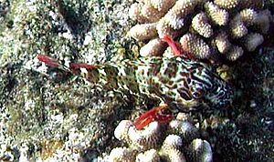 Stocky hawkfish.jpg