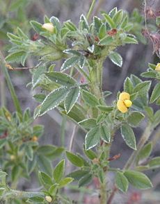 Stylosanthes scabra foliage and flowers