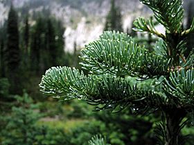 SubalpineFir 3320