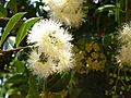 Syzygium paniculatum, bloeiwyses, Tuks, b