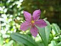 Talinum fruticosum - Flowers are beautiful