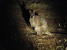 Tammar wallaby Innes