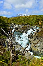 Tongariro Mahuia River n