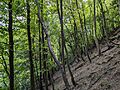 Trees in Hubbards Hills