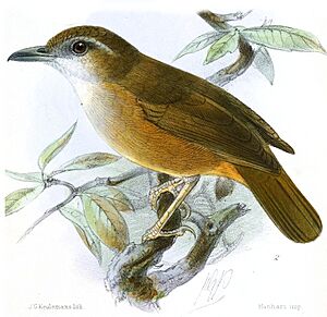 TrichostomaAbbotti