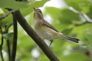 WarblingVireo08.jpg