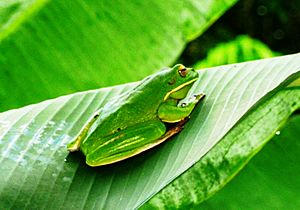 White-lipped tree frog, Cooktown