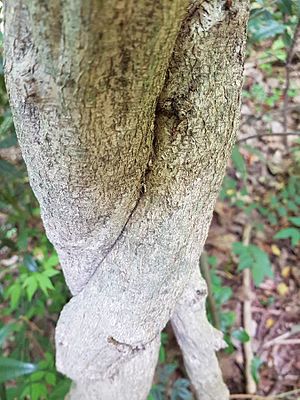 Wisteria frutescens bark