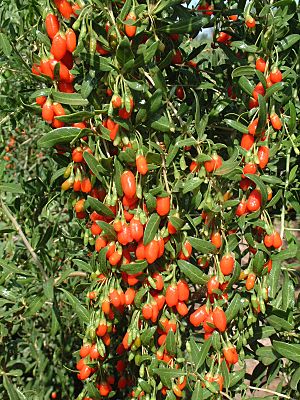 Wolfberries China 7-05.JPG