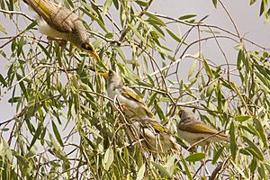 Yellow-throatedMinerFamily