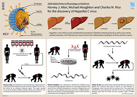 15 Hegasy Nobel Prize 2020 HepC