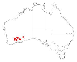 Acacia rendleiDistMap753.png