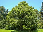 Acer pseudoplatanus 005.jpg