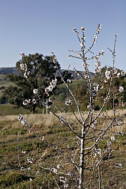 Almond tree