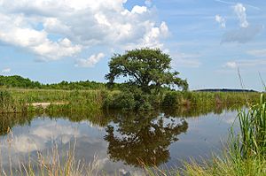 Bear Island Wildlife Management Area