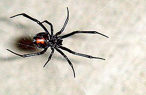 Black Widow 11-06.jpg