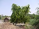 North Indian Rosewood tree