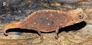 Brookesia micra female.jpg