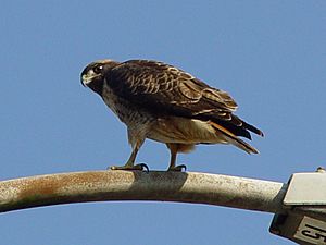 Buteo jamaicensis 002