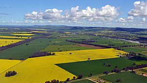 Canola Fields (Cowra).jpg