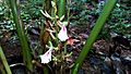 Cardamom Flowers and Blooms