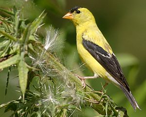 Carduelis-tristis-001