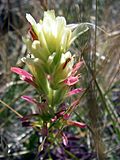 Castilleja neglecta.jpg