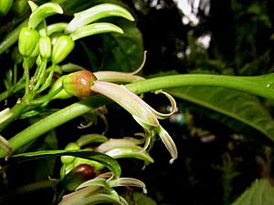 Delissea rhytidosperma flower