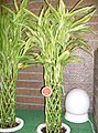 Dracaena sanderiana1