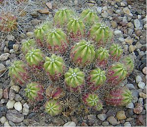 Echinocereus merkeri