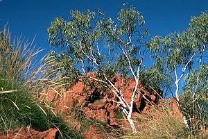 Eucalyptus cupularis.jpg