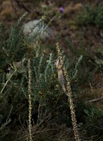 European ground squirrel (Spermophilus citellus) on a denseflower mullein (Verbascum densiflorum)