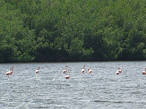 Flamencos, Laguna de Guanaroca, Cuba