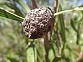 Hakea laevipes fruit