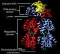 LacI Dimer Structure Annotated