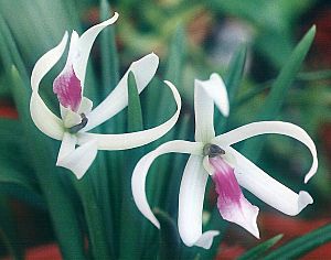 Leptotes-bicolor.jpg