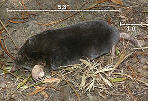 MOLE, BROAD-FOOTED (scapanus layimanus) (6-8-09) canet rd, morro bay, slo co, ca -01 (3609050224).jpg