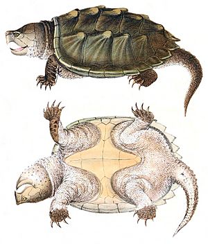 Macrochelys temminckiiHolbrookV1P24A