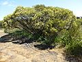 Melaleuca stereophloia (habit)