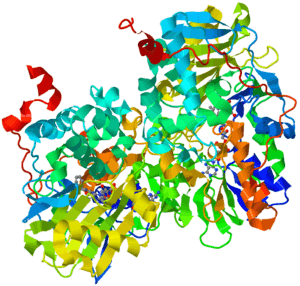 Ribbon diagram of human monoamine oxidase B